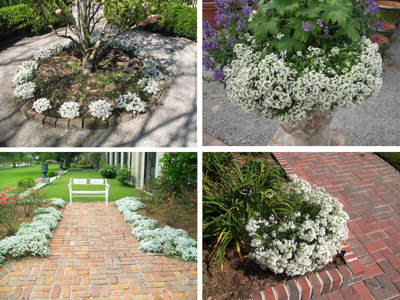 How to choose flowers for the balcony