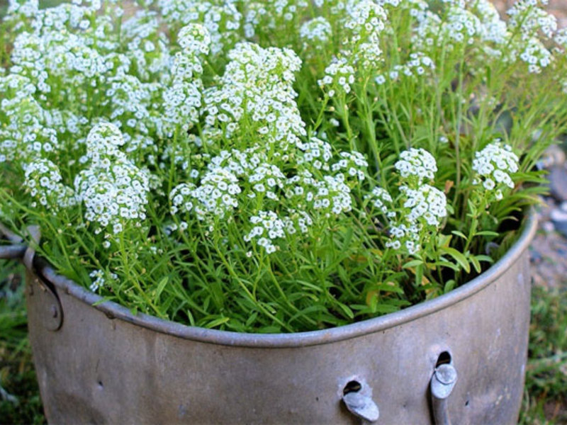 Planting and caring for lobularia