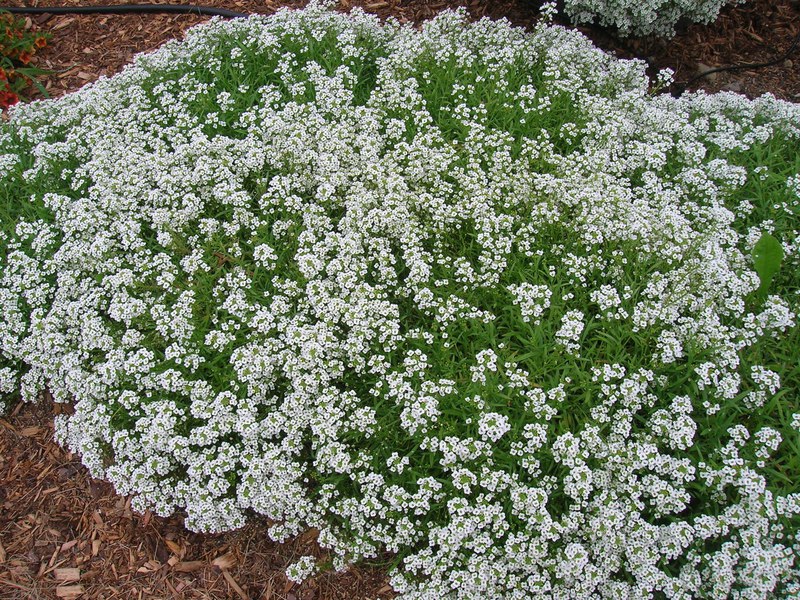 Description of the lobularia plant