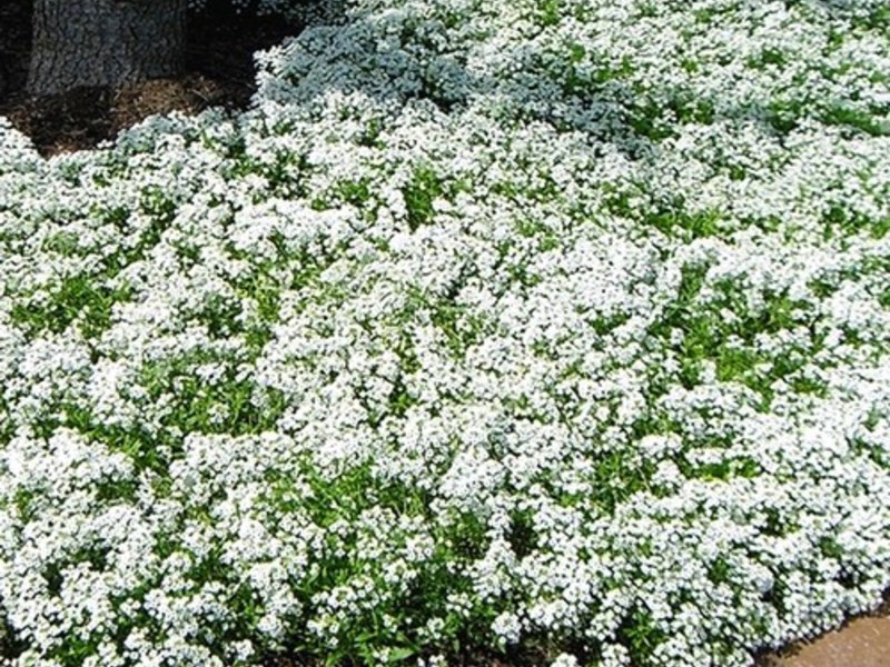 Lobularia varieties