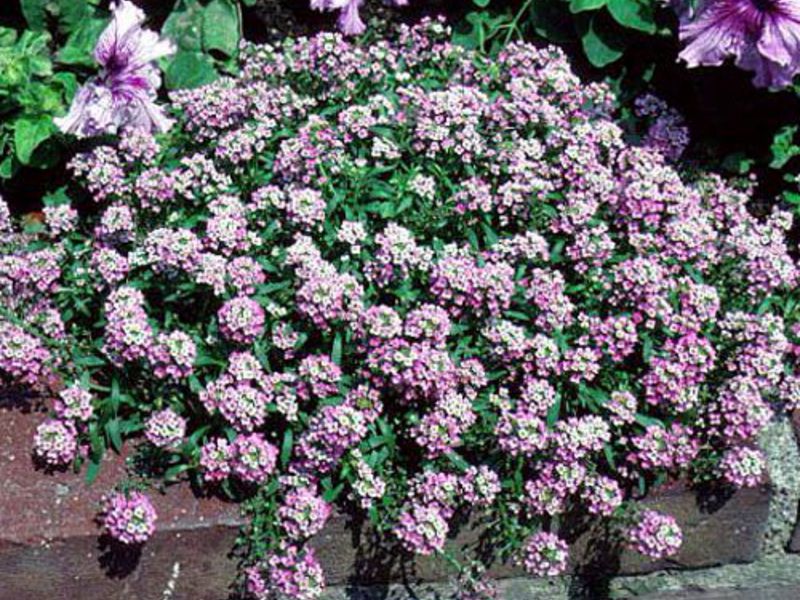 How to plant a lobularia