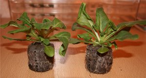 Peat tablets and sowing petunia seeds