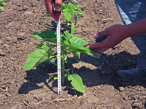 Controlling plant development is an important task for the gardener.