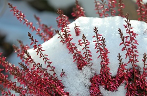 Plants go through a dormant period in winter.