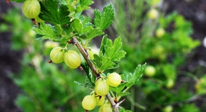 Gooseberry - growing season, fruit growth.