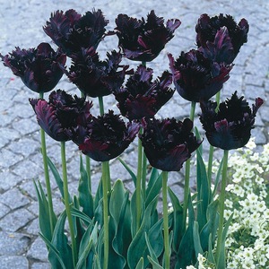 Tulips - varieties and names