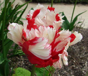 Interesting facts about tulips