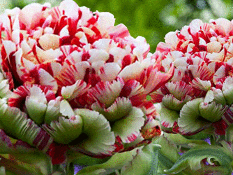 Varieties of tulips