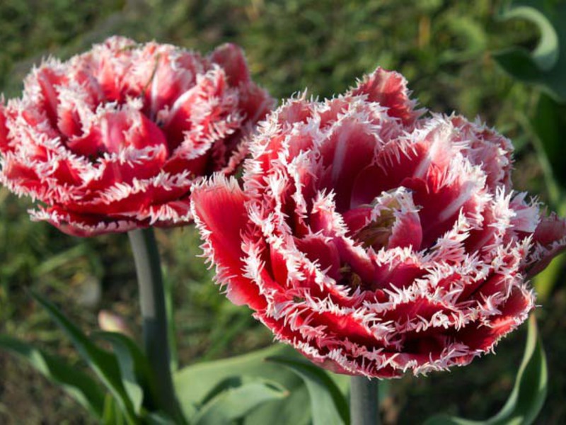 How to grow a honeycomb of tulips