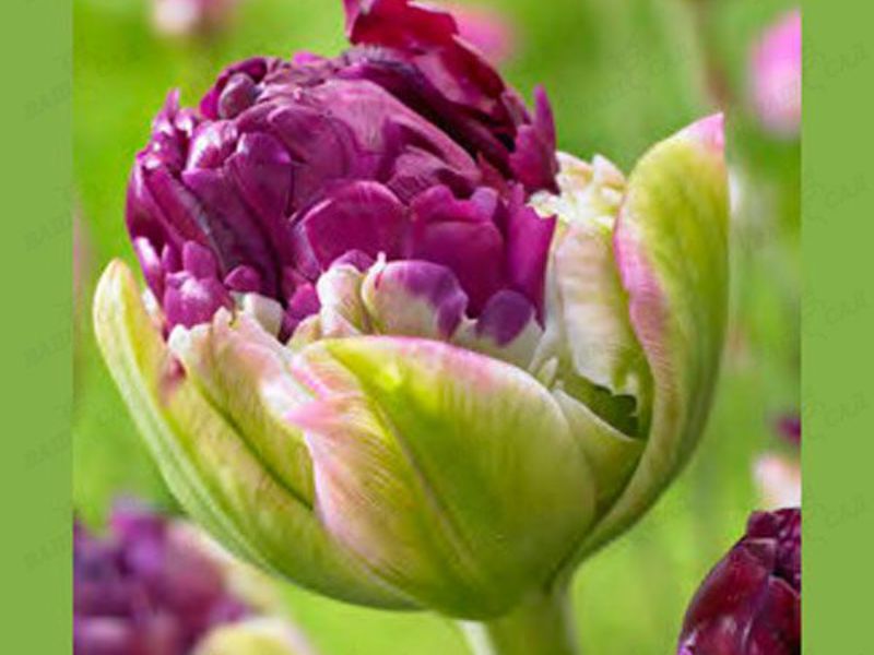 Parrot tulips