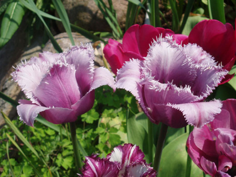 Tulips in the garden