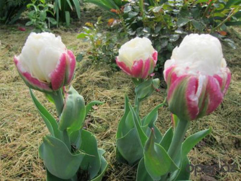 Interesting facts about tulips