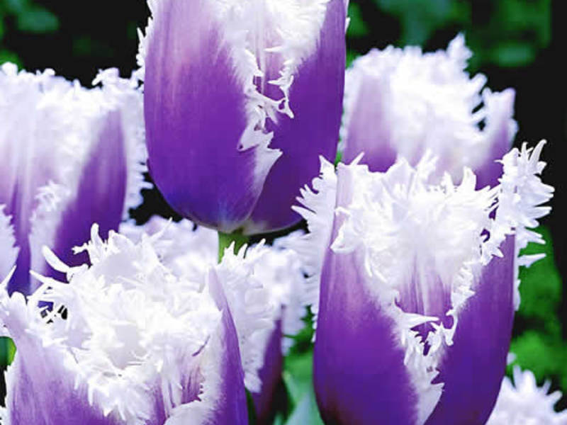 Varieties of tulips