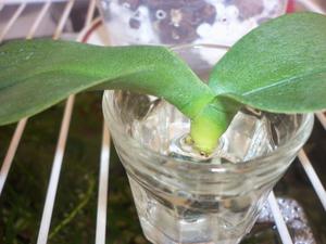 Phalaenopsis orchid sprouts in a glass of water