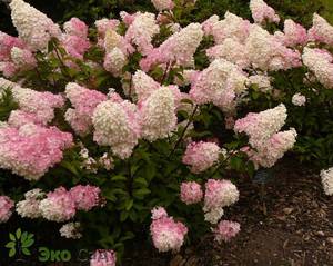 Panicle hydrangea grows well on the site.