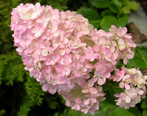 Hydrangea inflorescence close-up in the photo.