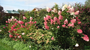 Hydrangea will decorate any flower bed