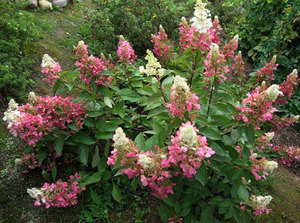 Pinky Winky hydrangea is a kind of beautiful flowers.