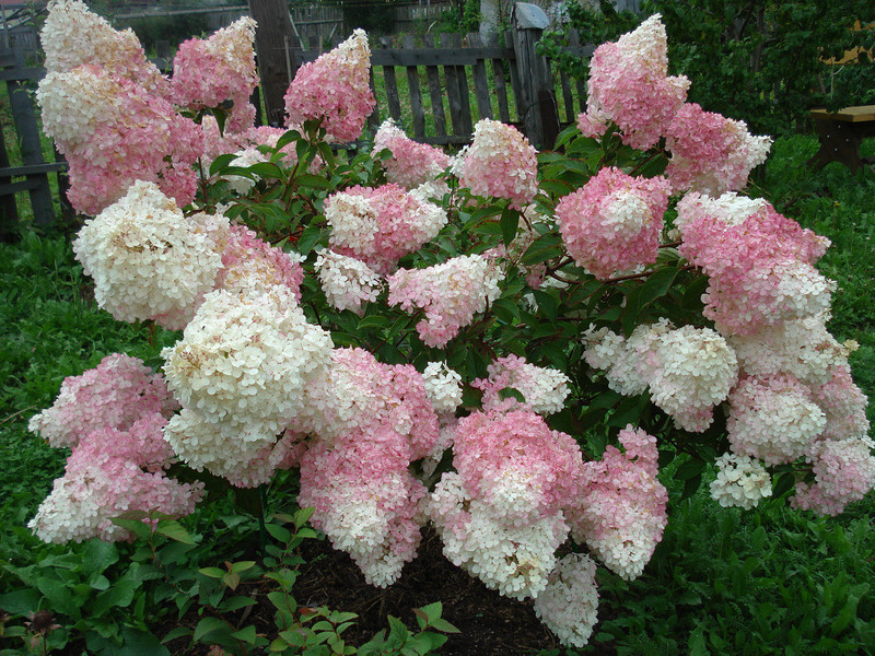 Deciduous shrubs blooming on the site look very interesting.