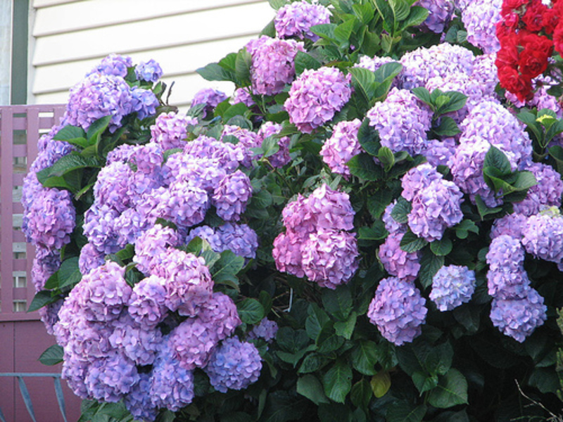 Hydrangea shrub in bloom - site photo.