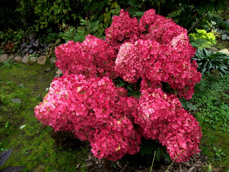 Hydrangea Vanilla Fraze red.