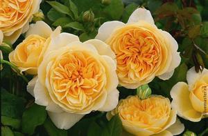 Yellow peony rose