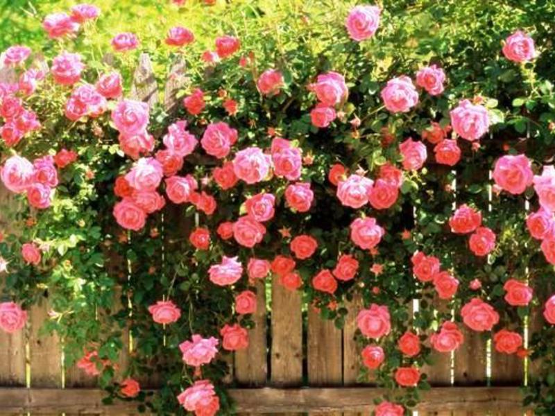 The peony rose hedge is very beautiful.