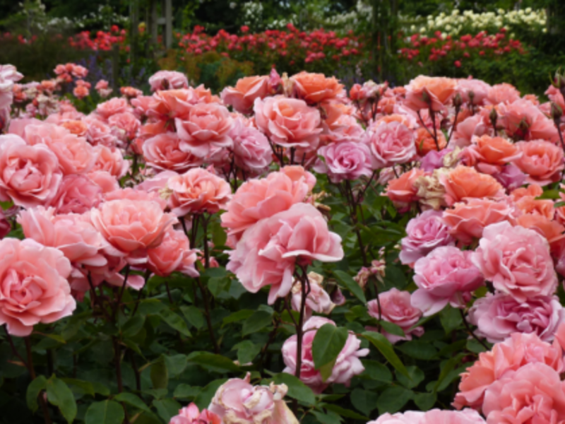 Blooming peony roses are shown in the photo.