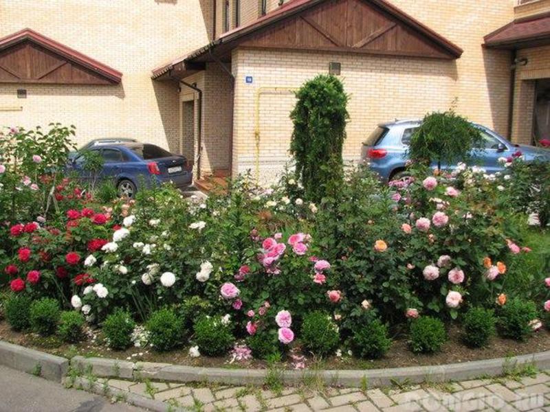 Peony roses in a flower bed - we decorate the cottage.