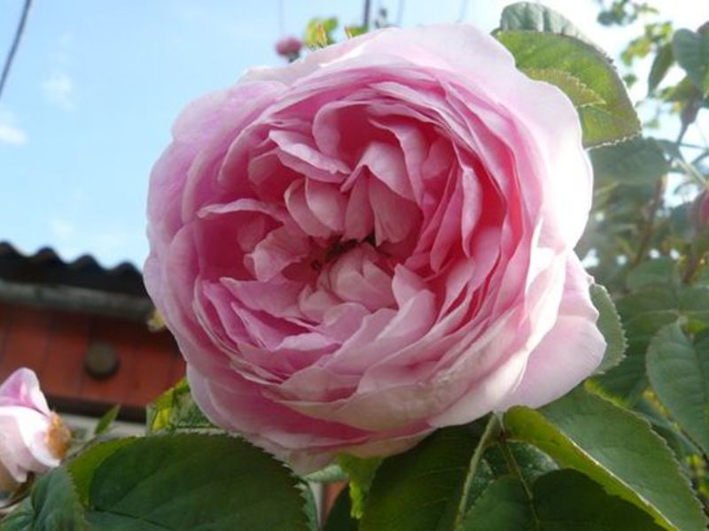 Peony rose bud - close-up photo.