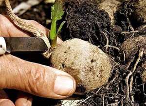 Planting a dahlia tuber is shown in the photo