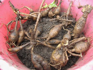 Dahlia tubers can be divided into pieces.