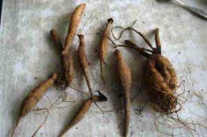 Dahlia tubers can be stored all winter