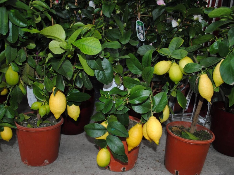 List and description of varieties of indoor lemons