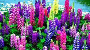 Perennial lupine - bright very beautiful flowers