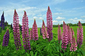 How to grow lupine - useful tips