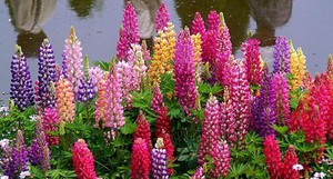 Lupine will decorate your flowerbed in the country or in a country house