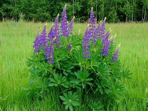 The lupine bush is very beautiful even if it is alone on the site.