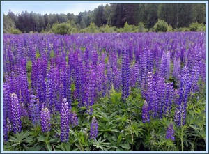 Lupine grows wild in the field