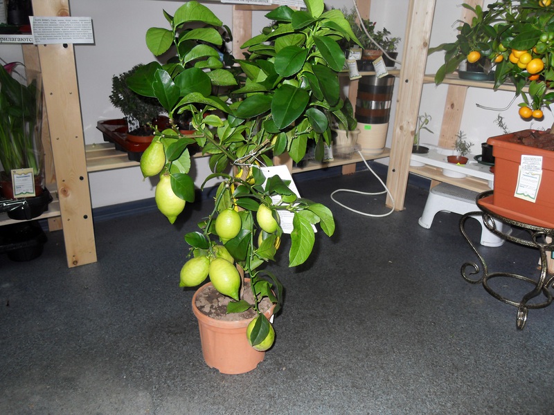 Characteristics of the variety of indoor lemon Lunario