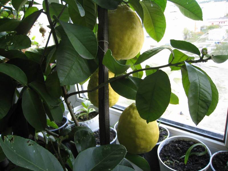 Description of the appearance of indoor lemon Ponderosa