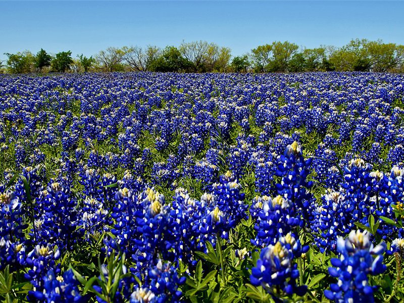 Wolf flower is another name for lupine