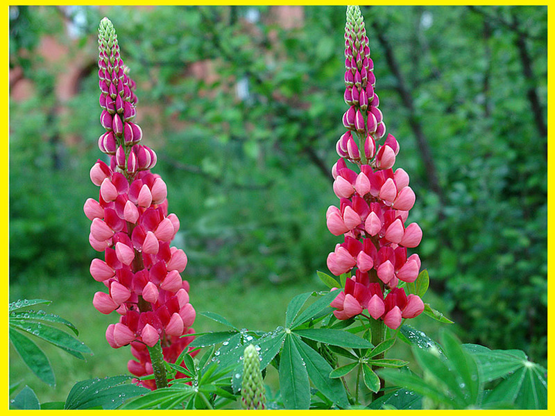 Lupine on the site is a refined plant.