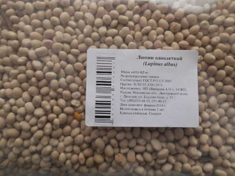 Lupine annual is sold as seeds