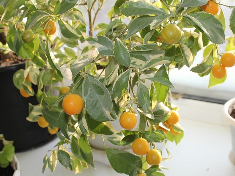 A characteristic description of the variegated indoor lemon Eureka