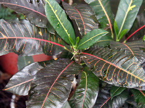 Croton Black Prince is an elegant variety that takes root very well in the house.