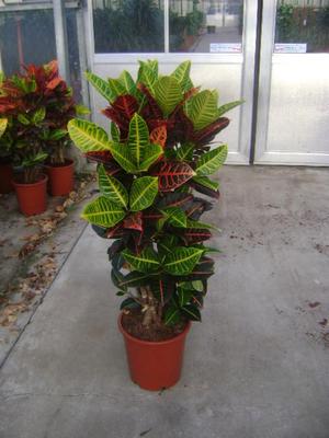 Croton Petra is a very beautiful plant.