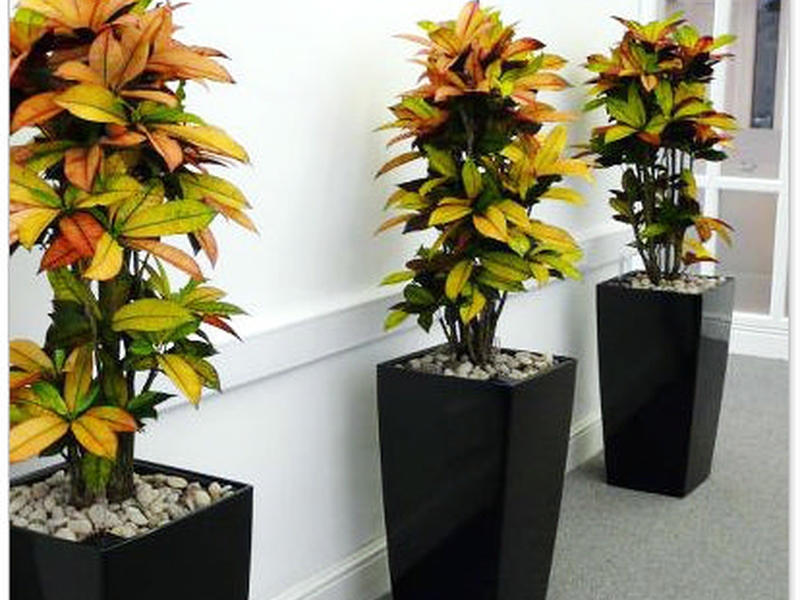 Croton in a flowerpot can become a decoration not only in the house, but also on the site.