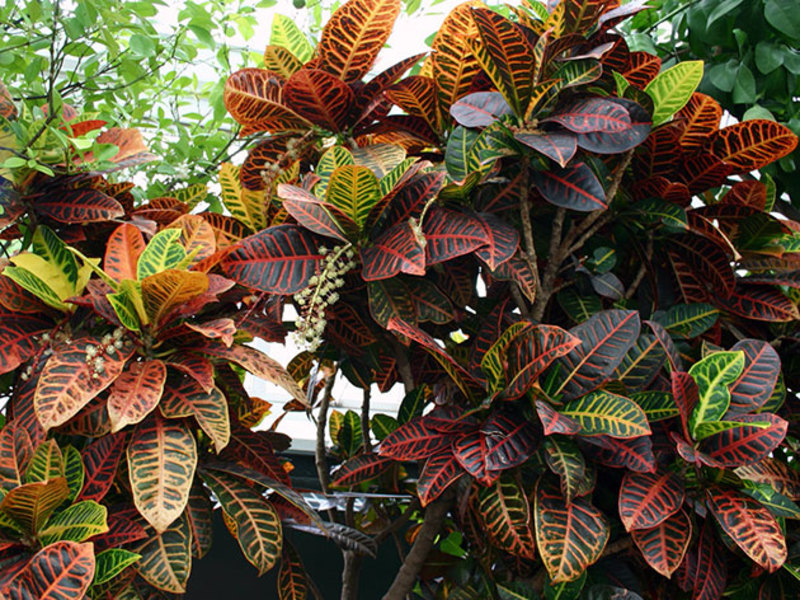 Croton variegated is an attractive ornamental plant.