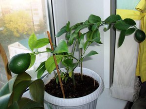 Essential lighting for indoor lemons